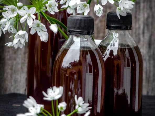 Sirop de bourgeons de pin