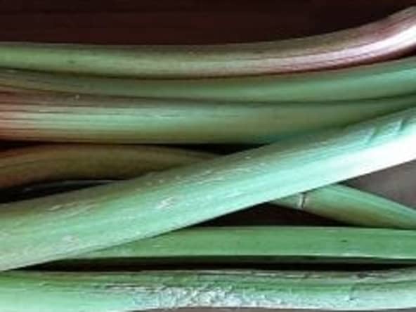 Comment conserver de la rhubarbe fraîche du jardin ?