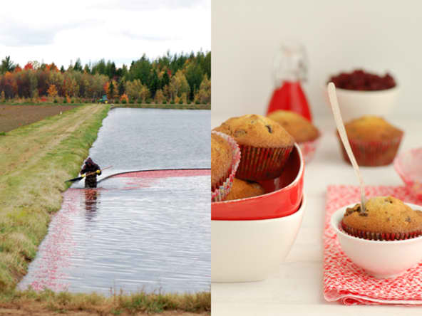 Muffins aux canneberges et pépites de chocolat