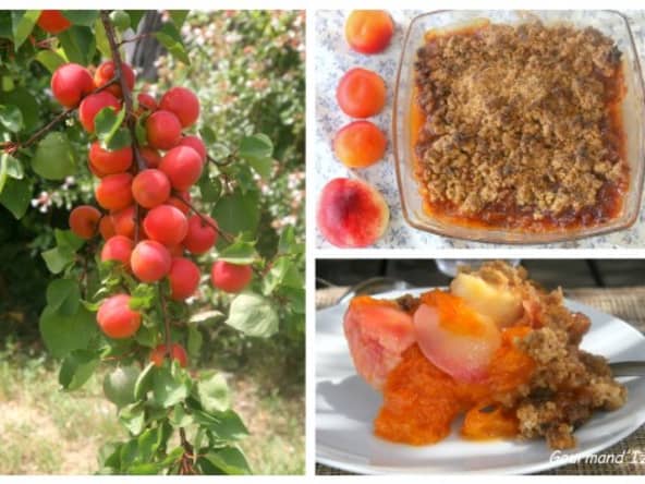 Crumble de speculoos aux nectarines et abricots