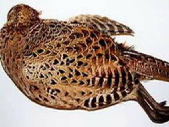 Plumer une poule faisane par immersion