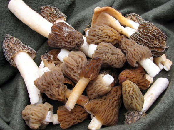 Morilles fraîchement récoltées