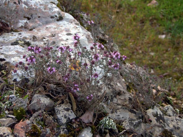 Thym sauvage