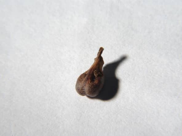 Pépin de raisin