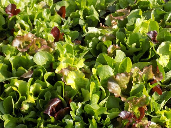 Mesclun