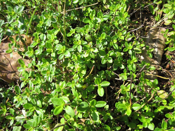 Thym citron