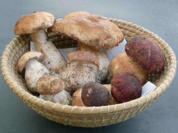 Panier de cèpes