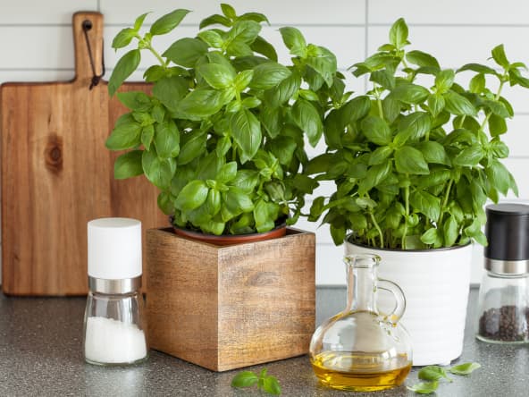 Basilic en pots