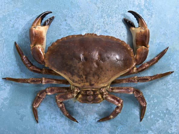 Crabe tourteau