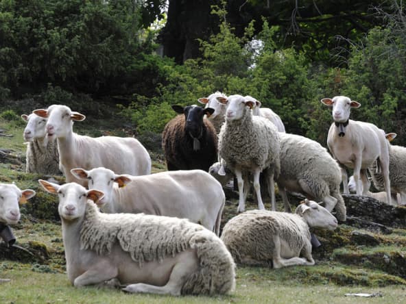 Brebis dans les Cévennes