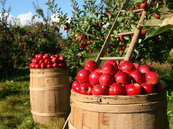 Récolte de pommes dans un verger