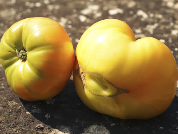Tomates ananas
