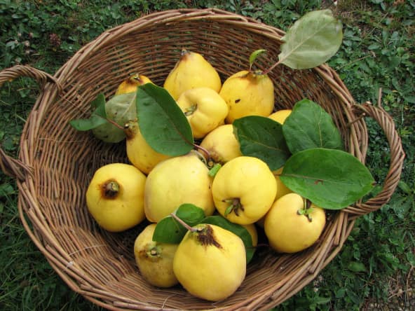 Panier de coings