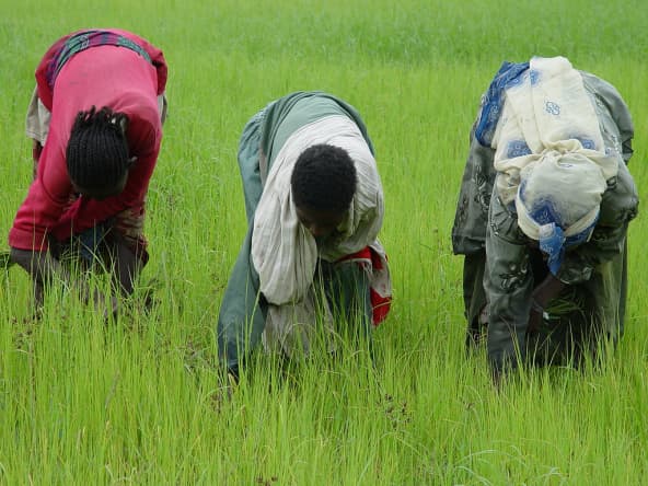 Récolte de teff
