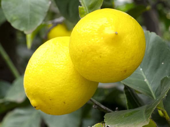 citrons sur l'arbre
