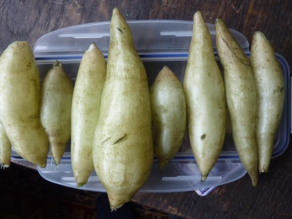 Tubercules de yacon alignés