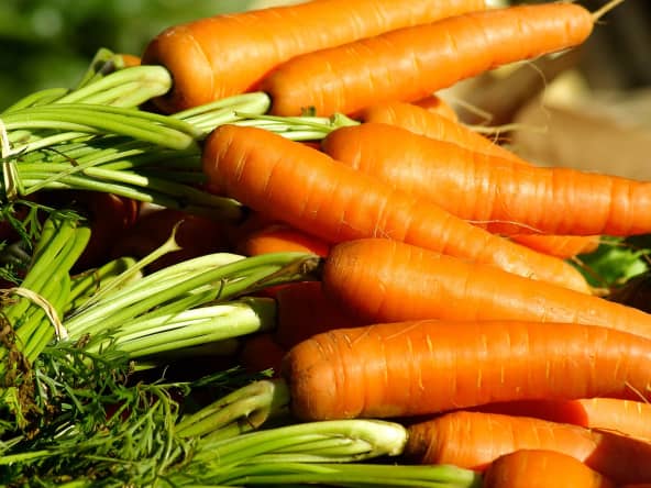 Bottes de carottes primeurs 