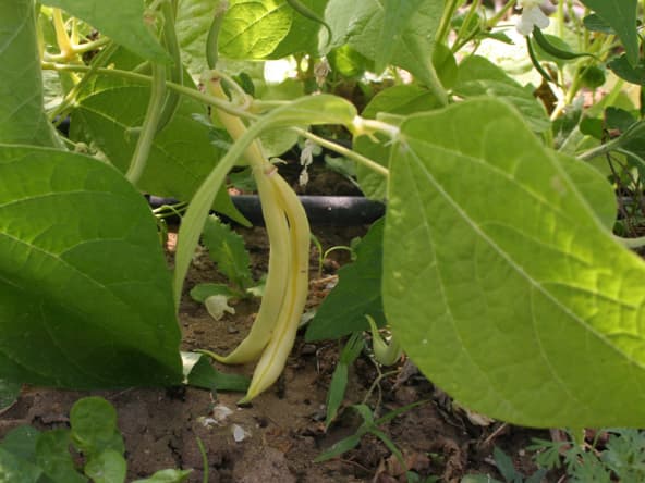 Haricots beurre prêts à être récoltés