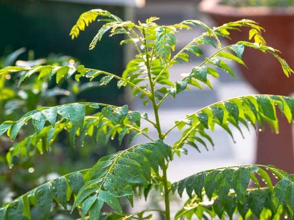Feuilles de curry