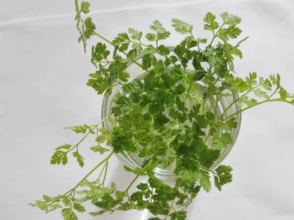 Cerfeuil en pot