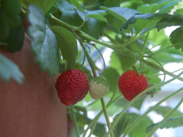Fraise Mara des bois