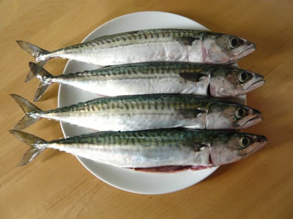 Maquereaux crus sur assiette