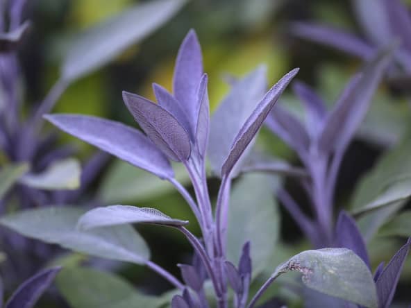 Basilic pourpre