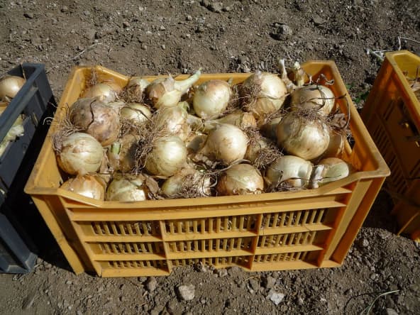 Récolte d'oignons doux des Cévennes