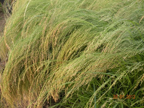Champ de teff