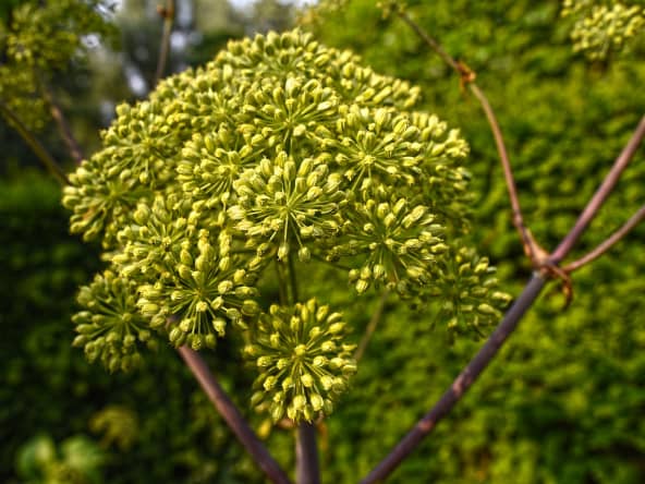 Angélique en fleurs