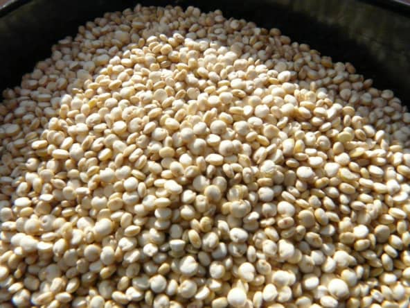 Graines de quinoa