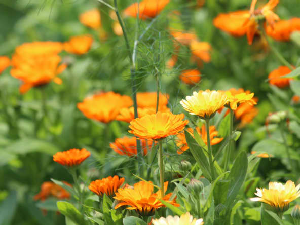 Fleurs de soucis