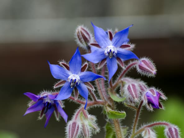 Fleurs de bourrache