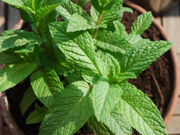 Menthe en pot