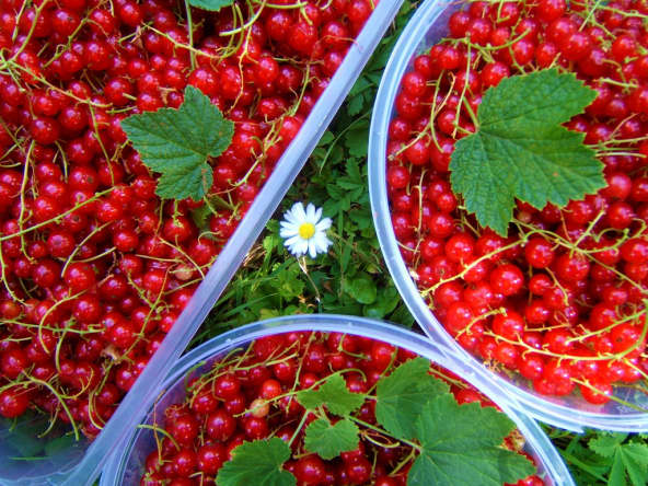 Paniers de groseilles