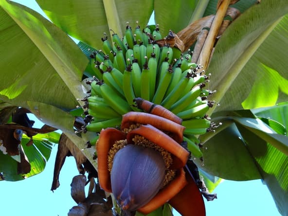 Régime de bananes vertes