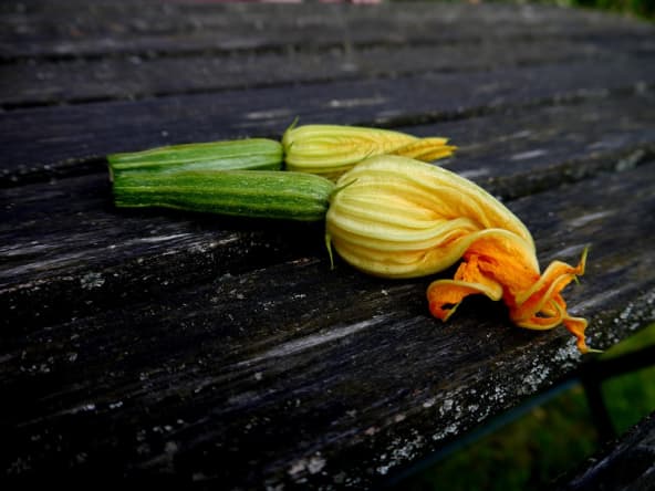 Fleurs de courgette