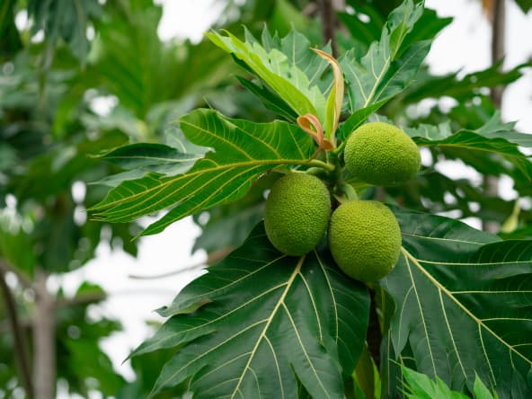 Fruit à pain dans un arbre à pain