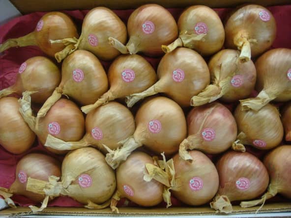 Oignons de Roscoff en vente
