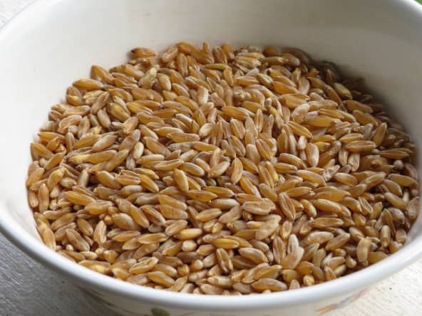 Grains de kamut