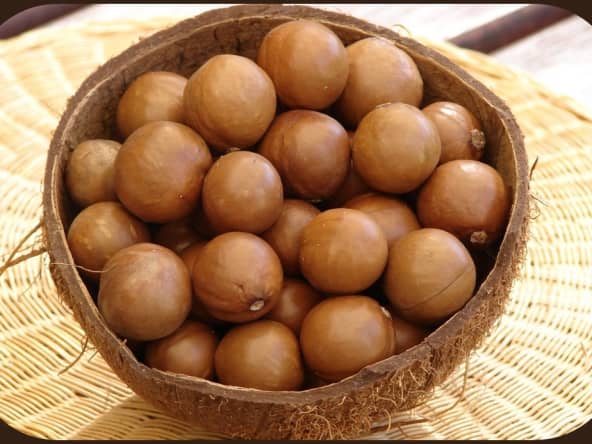 Noix de Macadamia