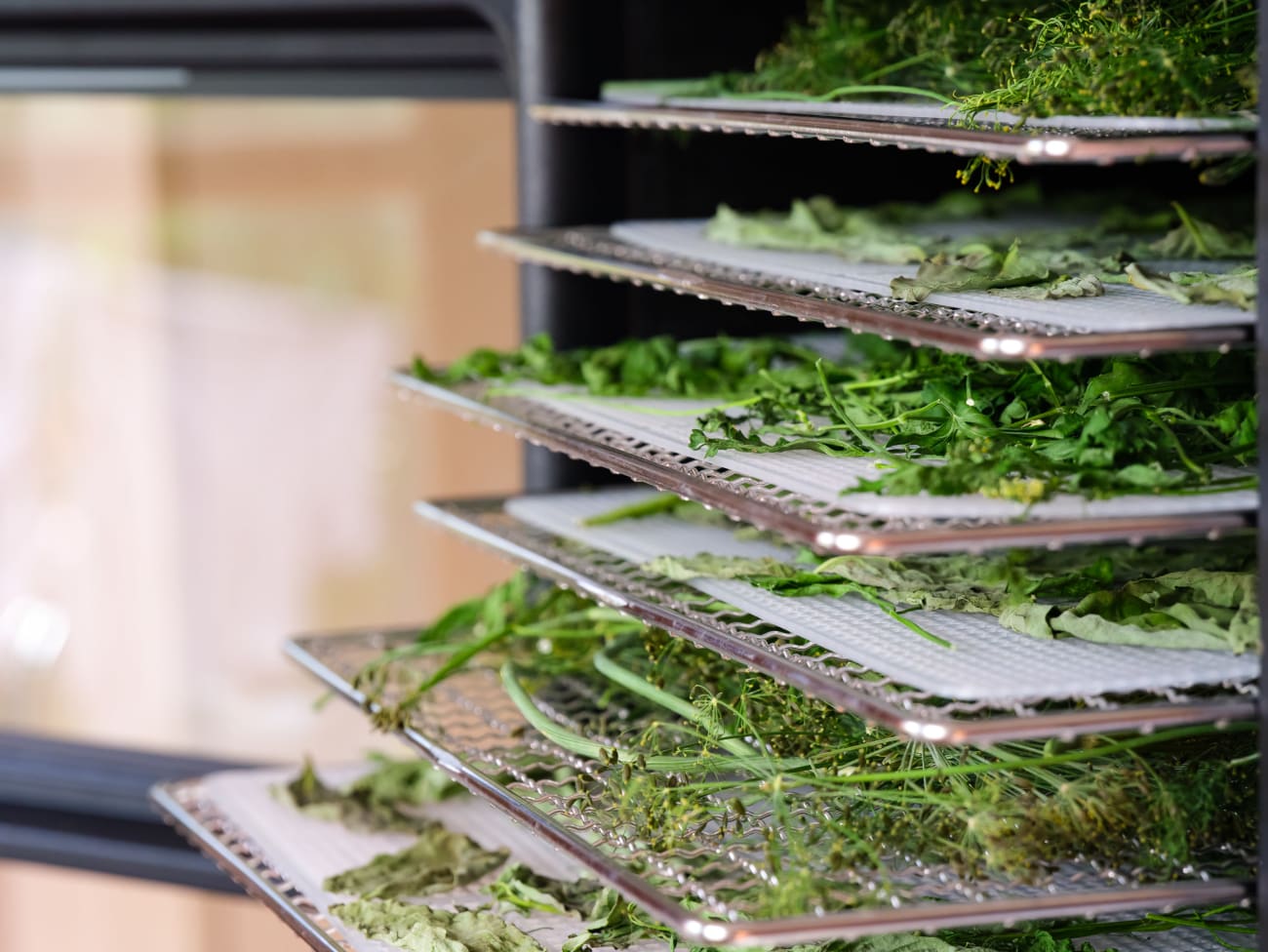 Herbes de persil, basilic et aneth dans un déshydrateur