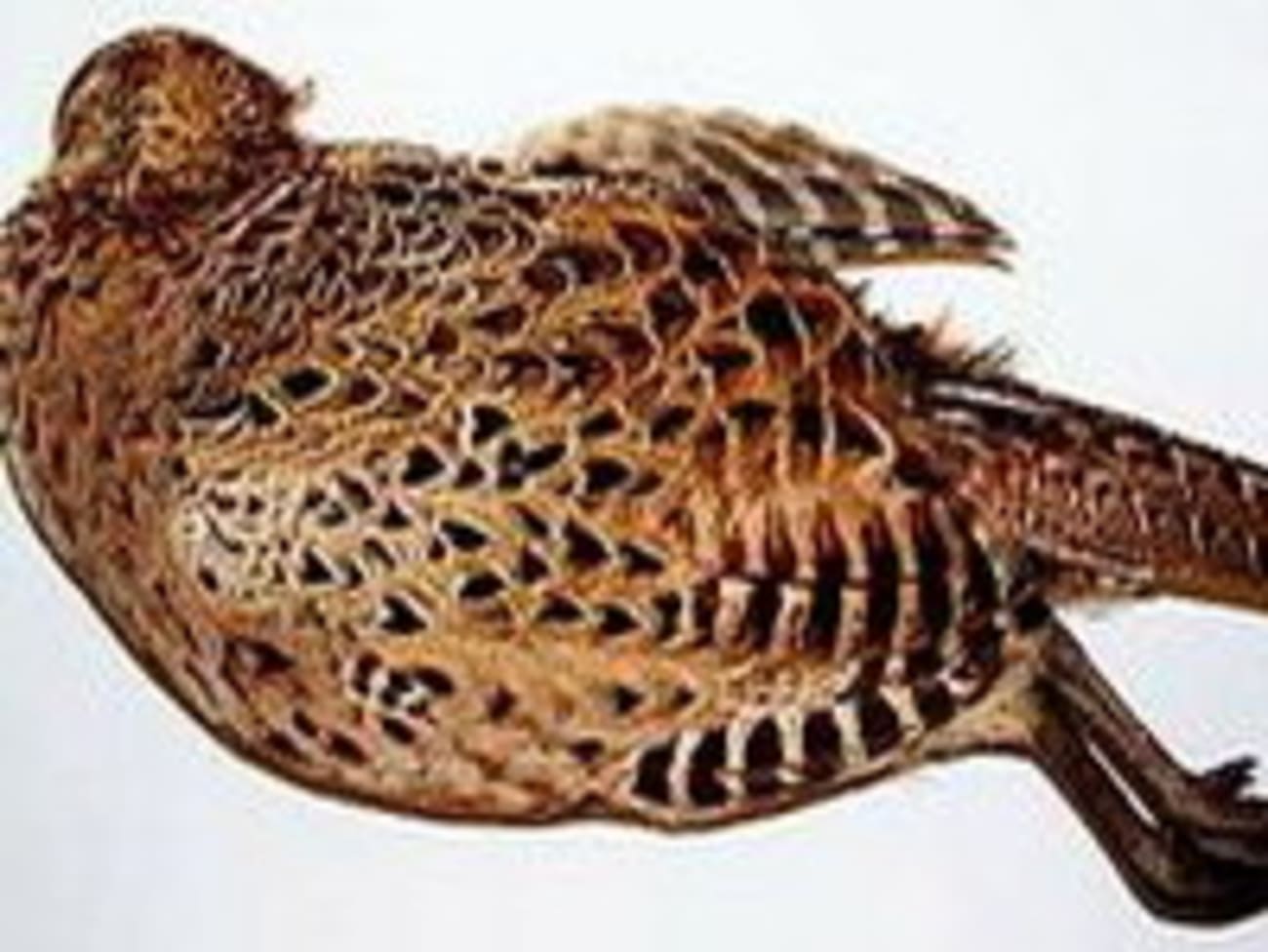 Plumer une poule faisane par immersion Technique culinaire recette — free download