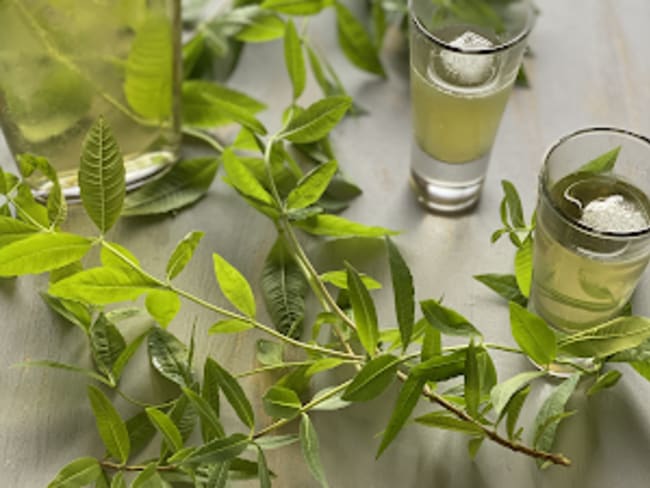 Recette Liqueur De Verveine Maison | Ventana Blog