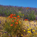 Un déjeuner en Provence