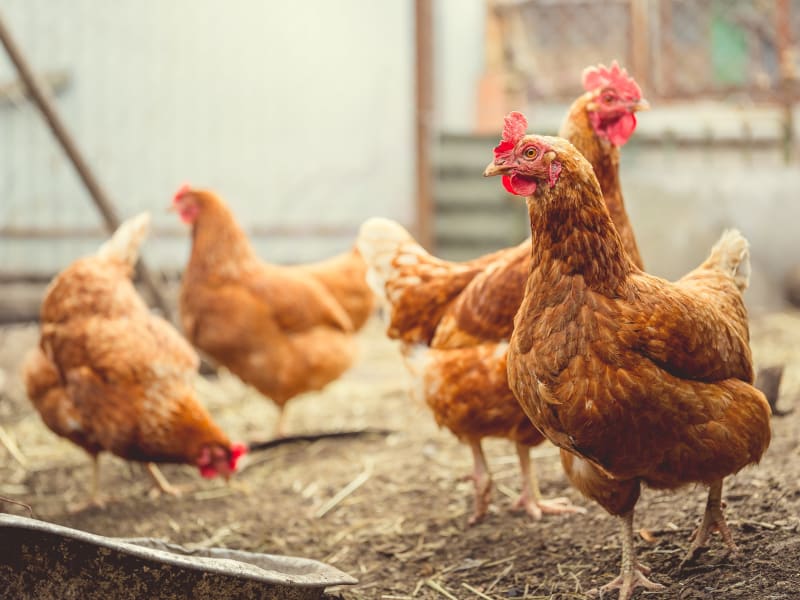 Le poulet - Tout savoir sur le poulet, élevages, labels et utilisation en  cuisine
