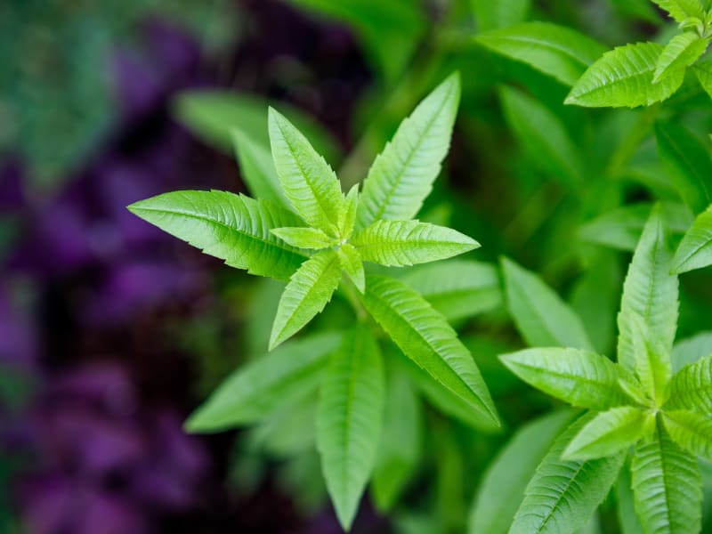 La verveine citronnée - l'Herbier du Diois : plantes aromatiques