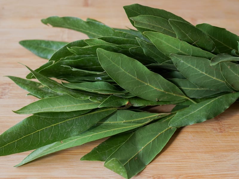 Le laurier sauce - Tout sur le laurier sauce (laurus nobilis), origine,  propriétés et utilisation en cuisine