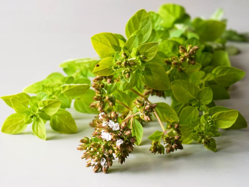 La marjolaine - Tout sur la marjolaine et l'origan (Origanum marjorana et  origanum vulgare), leur utilisation en cuisine