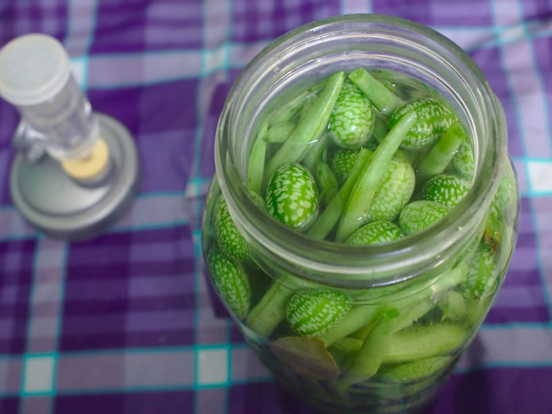 Cornichons aigre-doux en saumure au vinaigre - Recette par Renards Gourmets